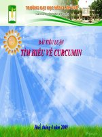Tiểu luận tìm HIỂU về CURCUMIN