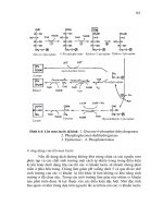 Giáo trình Vi sinh vật học part 7 pps