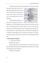 Giáo trình đa dạng động vật part 7 ppsx