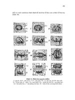 Giáo trình Hình thái giải phẩu học thực vật part 4 pptx