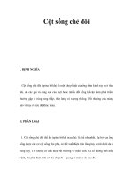 Cột sống chẻ đôi potx