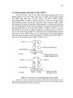 Giáo trình Vi sinh vật học part 10 docx