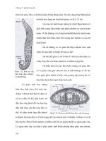 Giáo trình đa dạng động vật part 8 ppt