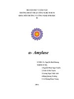 Tiểu luận: Enzyme Anphal amylase doc