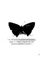 Phòng trị côn trùng và nhện gây hại cây ăn trái (Nhãn) part 4 ppsx