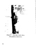 Phòng trị côn trùng và nhện gây hại cây ăn trái (Xoài) part 6 docx