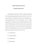 Vi khuẩn không lưu huỳnh màu tía (Nonsulfure purple bacteria) doc