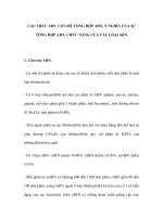 CẤU TRÚC ARN, CƠ CHẾ TỔNG HỢP ARN, Ý NGHĨA CỦA SỰ TỔNG HỢP ARN, CHỨC NĂNG CỦA CÁC LOẠI ARN doc