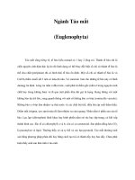 Ngành Tảo mắt (Euglenophyta) pps