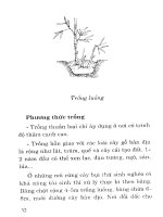 Hiệu quả kinh tế từ trồng rừng part 4 potx