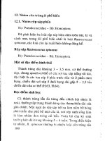 Phòng trị côn trùng và nhện gây hại cây ăn trái (Xoài) part 10 pot