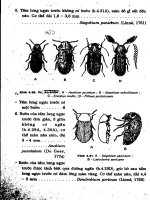 Côn trùng hại khô part 4 pdf