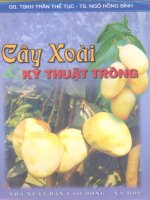 Cây xoài và kỹ thuật trồng part 1 pot