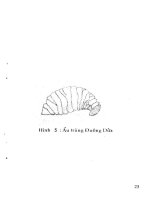 Biện Pháp Phòng Trị Côn Trùng Và Nhện Gây Hại Cây Ăn Trái: Xoài part 3 docx