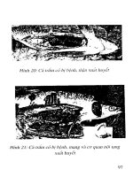 Bệnh thường gặp ở cá trắm cỏ và biện pháp phòng trị part 5 pps