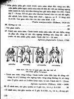 Côn trùng hại khô part 6 ppt