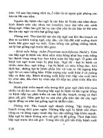 Cây ngô, kỹ thuật thâm canh tăng năng suất part 10 pptx