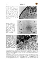 Bệnh học thủy sản phần 2 - Bệnh truyền nhiễm part 5 docx