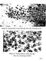 Bệnh thường gặp ở cá trắm cỏ và biện pháp phòng trị part 7 pptx