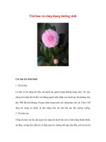 Trà hoa và công dụng dưỡng sinh ppsx