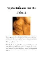 Sự phát triển của thai nhi: Tuần 12 pptx