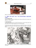 Bệnh học thủy sản phần 2 - Bệnh truyền nhiễm part 2 pdf