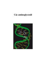 Các aminoglycosid pot
