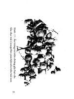 Phòng trị côn trùng và nhện gây hại cây ăn trái (Nhãn) part 3 doc