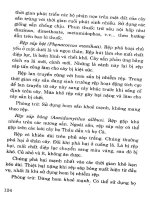 Cây sắn từ cây lương thực chuyển thành cây công nghiệp part 9 pptx