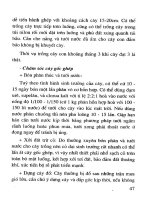 Kỹ thuật trồng và chăm sóc Cây hồng part 6 docx