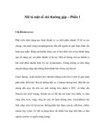 Mô tả một số chi thường gặp – Phần 1 doc