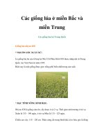 Các giống lúa ở miền Bắc và miền Trung Các giống lúa lai Trung Quốc pps