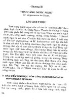 Kỹ thuật nuôi một số loài tôm phổ biến ở Việt Nam part 4 pdf