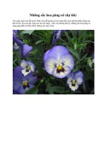 Những sắc hoa păng-xê (dự thi) pdf