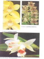 Hoa Lan nuôi trồng và kinh doanh part 8 docx