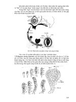 Giáo trinh giải phẫu thực vật học part 10 pptx
