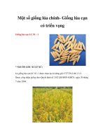 Một số giống lúa chính- Giống lúa cạn có triển vọng ppt
