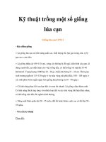 Kỹ thuật trồng một số giống lúa cạn pptx