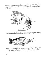 Kỹ thuật nuôi thủy đặc sản nước ngọt tập 1 part 3 pdf