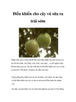 Điều khiển cho cây vú sữa ra trái sớm doc