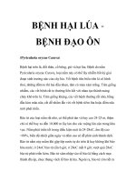 BỆNH HẠI LÚA BỆNH ĐẠO ÔN pot