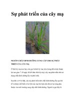 Sự phát triển của cây mạ ppt