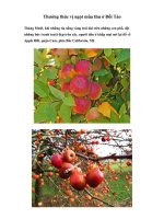 Thưởng thức vị ngọt mùa thu ở Đồi Táo ppsx