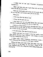 Kỹ thuật trồng rau ăn lá, rau ăn hoa, rau gia vị part 10 pptx