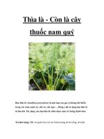 Thìa là - Còn là cây thuốc nam quý doc