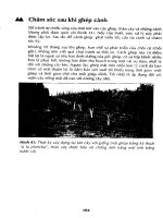 Kỹ thuật vườn ươm và vườn cây ăn quả có múi part 10 pot