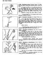 Cây cỏ Việt Nam tập 3 part 7 pps