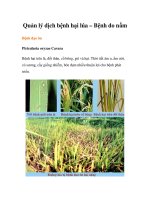 Quản lý dịch bệnh hại lúa – Bệnh do nấm potx