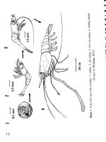Kỹ thuật sản xuất giống tôm càng xanh - Nguyễn Thị Thanh Thủy part 2 pdf