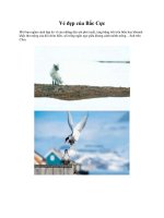 Vẻ đẹp của Bắc Cực ppt